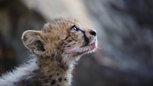 A cheetah cub