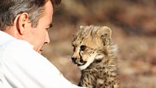 Face to face with a cheetah