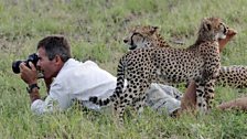 In the company of cheetahs