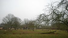 A look round the orchard