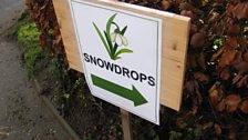 The clue found at Wymondham led Sophie to another snowdrop walk