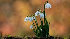 Snowdrops