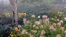 "Mist over the Lower Walled Garden"