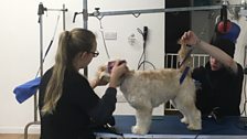 Dog Grooming