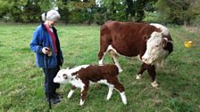 New Born Calf