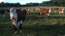 Tory Hill Herefords