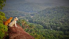 Brownie and Biscuit take in a view