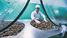 Italian Snail Farms