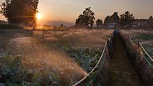 Italian Snail Farms