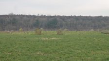 The Bronze Age Grey Croft stone circle