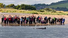 Watching dolphins in the wild