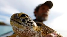 A hawksbill turtle is returned to the ocean