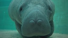 A baby manatee