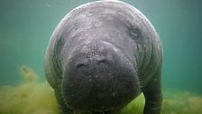 Manatee