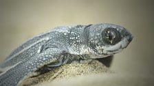 A baby leatherback turtle emerges