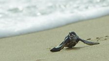 A baby leatherback turtle