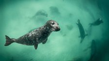 Grey Seal