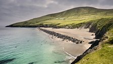 Seal Colony