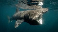 Basking Shark