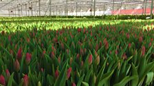 Tulips from Greenisland