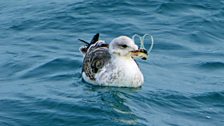 Seagull trapped in Ring Pull