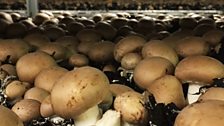 Mushrooms from Tyrone