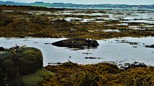 Rehabilitated Seal