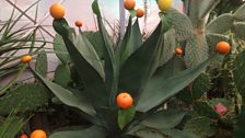 Citrus fruit cactus at Lullingstone Castle