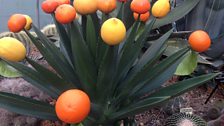 Oranges, lemons and grapefruit grown on a cactus....  Really??!!