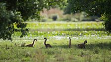 South American coatis