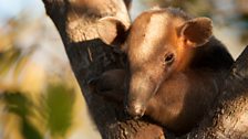 A Southern tamandua