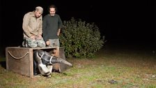 Giant anteater release