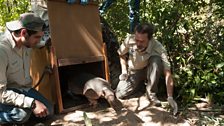 An armadillo release