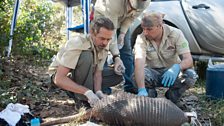 A giant armadillo check up