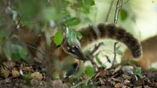 A South American coati