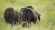 A baby giant anteater