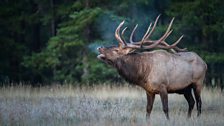 An Elk