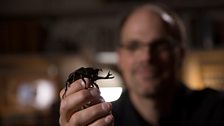 Doug Emlen holding a Rhinoceros beetle