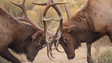 Rutting Elk