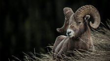 A Bighorn Sheep