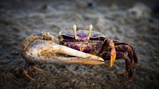 A Fiddler Crab