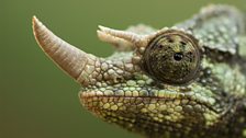 A Jackson’s chameleon