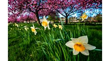 Cherry Tree Walk - Credit: Jez Campbell