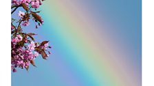 Blossom and rainbow - Credit: Karen Miller