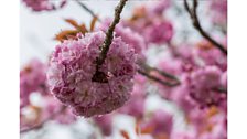 A ball of blossom - Credit: Andrew Perkins