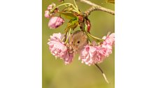 Harvest mouse in cherry blossom - Credit: Lesley Gooding