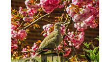 Cherry and collared dove - Credit: Andrew Mantle