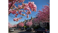 Urban blossom - Credit: Jeff Overs