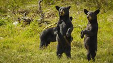 Mexico's black bears (Ursus americanus)