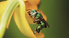 A male orchid bee (Euglossa viridissima)